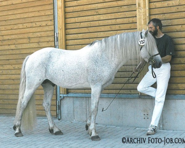 stallion Lonly Twin Golden Dawn (Connemara Pony, 1987, from Golden Dan)