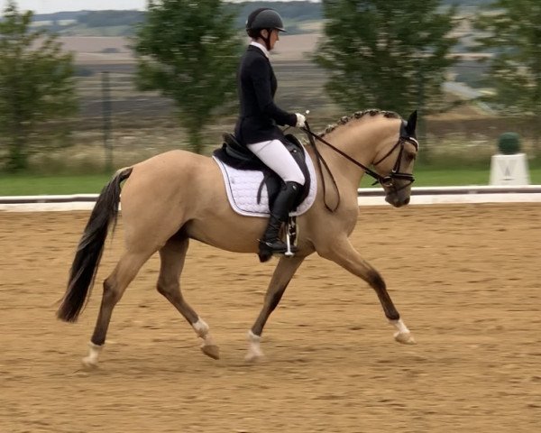 stallion Der Kleine Prinz 51 (German Riding Pony, 2020, from D-Gold AT NRW)