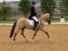 stallion Der Kleine Prinz 51 (German Riding Pony, 2020, from D-Gold AT NRW)