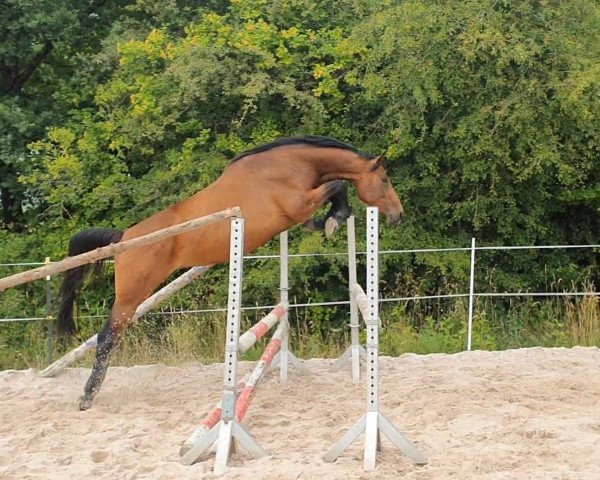 jumper Coco Rivera (Oldenburg show jumper, 2018, from Abke 4)