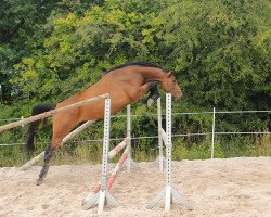 Springpferd Coco Rivera (Oldenburger Springpferd, 2018, von Abke 4)