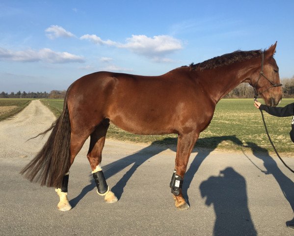 dressage horse Benedetto (Westphalian, 2009, from Belissimo NRW)