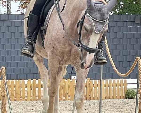 Pferd Spanier (Andalusier, 2014)