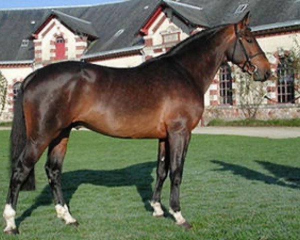 stallion Spirit of Semilly (Selle Français, 2006, from Diamant de Semilly)