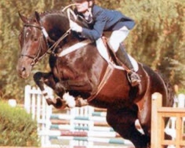 stallion Kay Epona (Selle Français, 1987, from Major de la Cour)