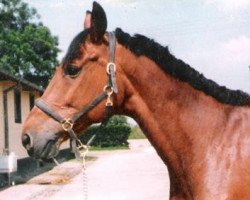 horse Avelino (Hanoverian, 1977, from Akrobat)