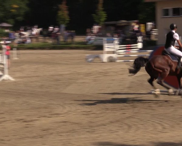 Reitturnier Lgl.-Oberhain, B95 2021