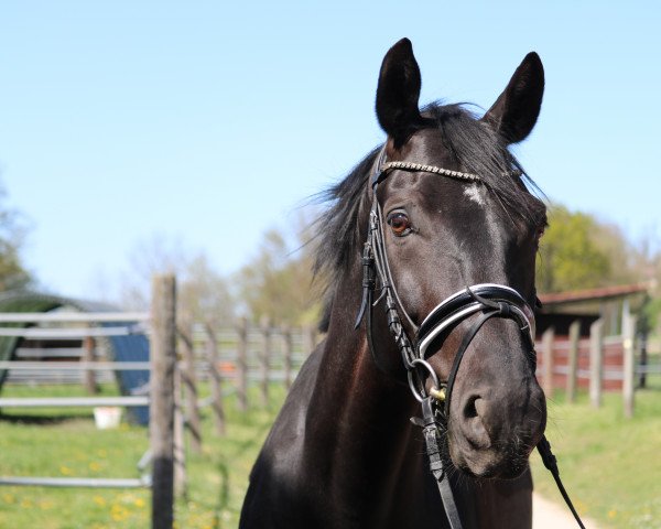 dressage horse Stary Night AP (Austrian Warmblood, 2011, from Samba Hit I)