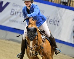 jumper Baloufino 3 (Oldenburg show jumper, 2009, from Baloubet du Rouet)