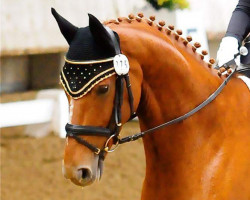 dressage horse Lumix 2 (Hanoverian, 2009, from Lauries Crusador xx)