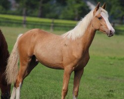 dressage horse Goldi (German Riding Pony, 2022, from Golden Daim F)