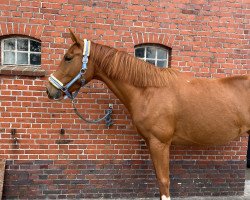 dressage horse Roxanne (Hanoverian, 2020, from Rock Springs)