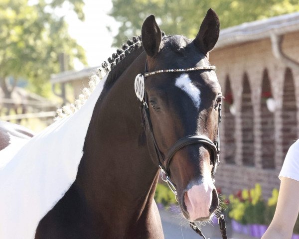 stallion Ilay BE (Rhinelander, 2020, from Icon)