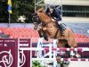 jumper Clapton (Oldenburg show jumper, 2014, from Cador 5)