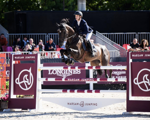 jumper Festival Semilly (Selle Français, 2015, from Tornesch)