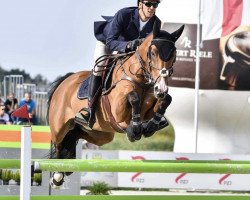 Springpferd Limelight van het Maressahof (Belgisches Warmblut, 2011, von Toulon)