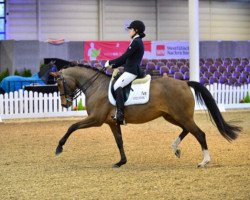 dressage horse Be Happy Sb (Westphalian, 2010, from Belissimo NRW)