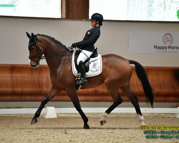 dressage horse Escari (Hanoverian, 2017, from Escolar)