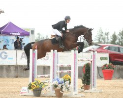 jumper Camaro van't Winkenshof Z (Zangersheide riding horse, 2014, from Canterbury)