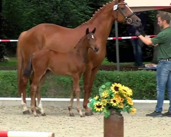 dressage horse Quintessa FL (Oldenburg, 2020, from Q-Sieben OLD)