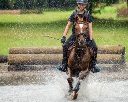 Springpferd It's Conaway W (Deutsches Reitpony, 2011, von Can Dance 3)