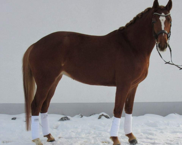 broodmare Laura (Hanoverian, 2010, from Londonderry)