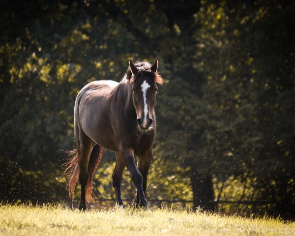 broodmare Ronja (German Riding Pony, 1992, from Moderato II)