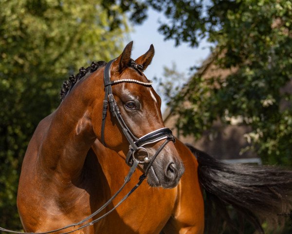 horse Nablissimo (German Riding Pony, 2020, from Nilantshoeve's Zippo)