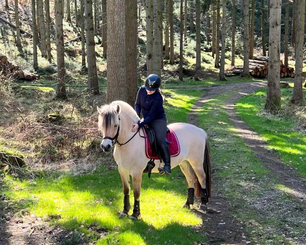 Pferd Søholmegårds Felix (Fjordpferd, 2019, von Mosegårdens Splint)