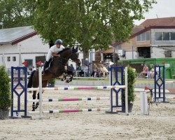 jumper Landino 149 (Hanoverian, 2009, from Luigi 216)