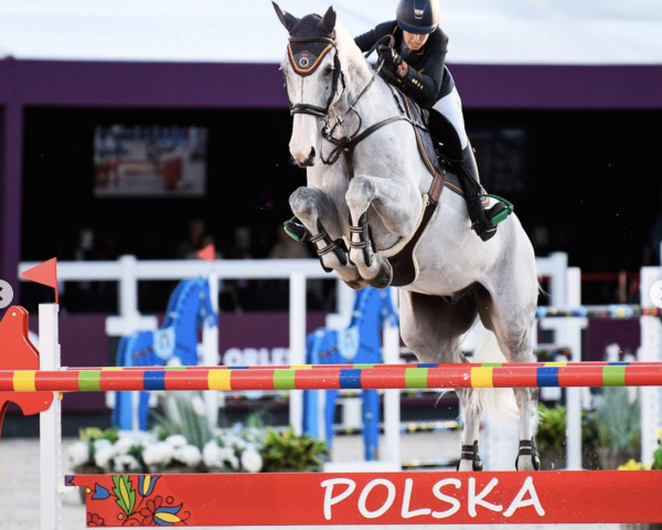 jumper Callisto KS (Swedish Warmblood, 2013, from Cabachon)