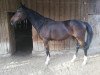 broodmare Adet (Holsteiner, 2008, from Armand xx)