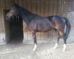 broodmare Adet (Holsteiner, 2008, from Armand xx)