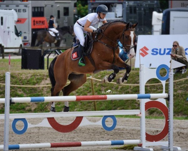 Springpferd Zirisyo de T (Spanisches Sportpferd, 2014)