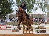 jumper Lord II V.h. Appelsvoordehof (Belgian Warmblood, 2011, from Lord Z)