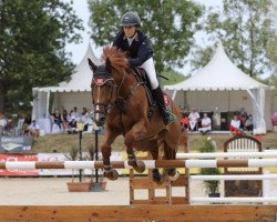 jumper Lord II V.h. Appelsvoordehof (Belgian Warmblood, 2011, from Lord Z)