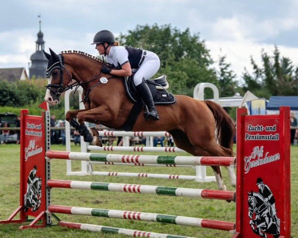 jumper Theo 178 (German Riding Pony, 2017, from Topolino)