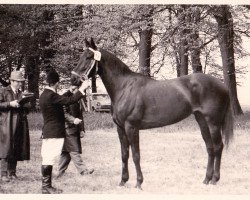 Zuchtstute Carmen H 2207 (Edles Warmblut, 1969, von Carolus xx)