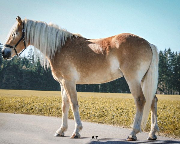 horse Sternschnuppe 137 (Haflinger, 2020, from Stale)