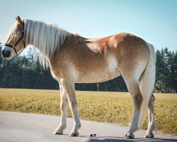 Pferd Sternschnuppe 137 (Haflinger, 2020, von Stale)