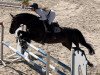 jumper Nagano Red Wine (Oldenburg show jumper, 2013, from Numero Uno)