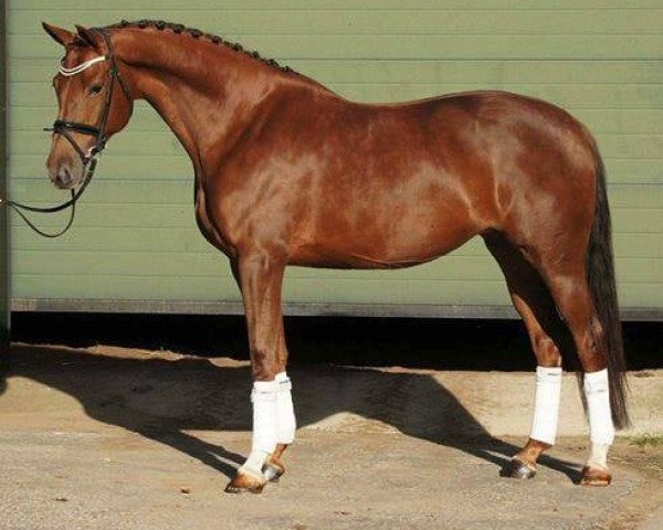 broodmare Finora HS (KWPN (Royal Dutch Sporthorse), 2010, from Houston)