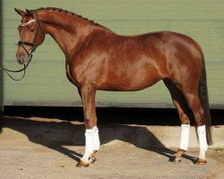 broodmare Finora HS (KWPN (Royal Dutch Sporthorse), 2010, from Houston)