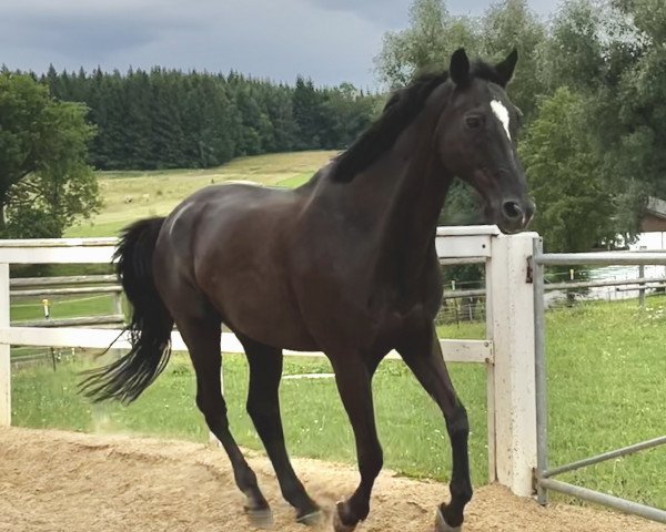 Pferd Abruzzo (Bayer, 2004, von Abanos)