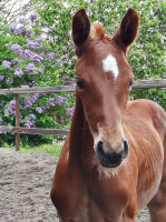 dressage horse Flavienne FL (Oldenburg, 2021, from Fuechtels Floriscount OLD)