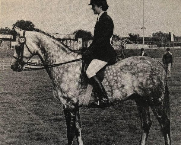 horse Forge Gay Galliard (Arab half breed / Partbred, 1971, from Mcgredy xx)