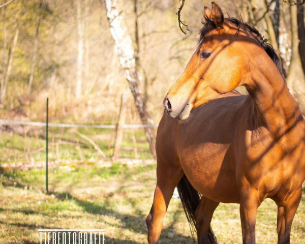 broodmare Goldina (German Riding Pony, 2008)