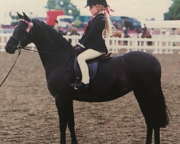 horse Barkway Tap Dance (British Riding Pony, 1997, from Orielton Aristocrat)