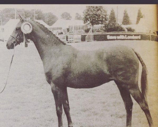 Deckhengst Ashlawn Talisman (British Riding Pony, 1980, von Twylands Troubadour)