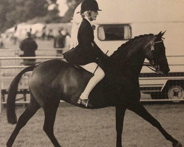 horse Jackets Variety (British Riding Pony, 1994, from Jackets Vagrant)